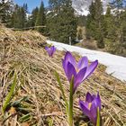 Frühlingserwachen in den Alpen