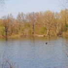 Frühlingserwachen in den Rheinauen