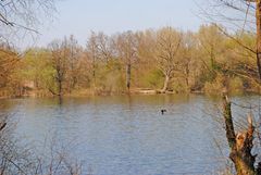 Frühlingserwachen in den Rheinauen