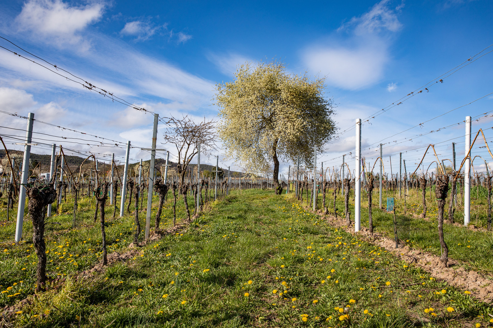 Frühlingserwachen in den Weinbergen