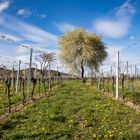 Frühlingserwachen in den Weinbergen