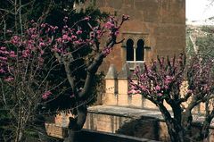 Frühlingserwachen in der Alhambra