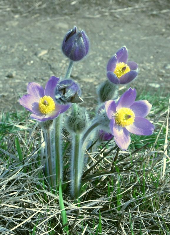 Frühlingserwachen in der Garchinger Heide