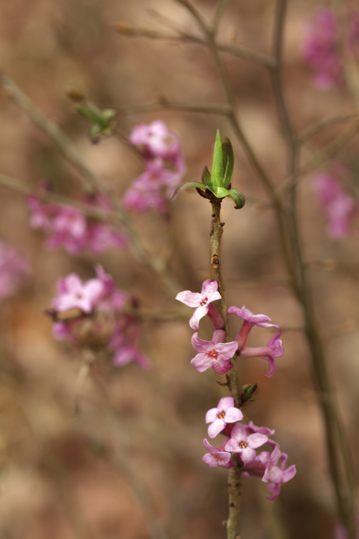 Frühlingserwachen in der Heide