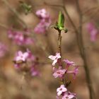 Frühlingserwachen in der Heide