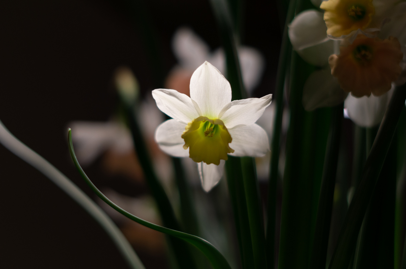 Frühlingserwachen in der Küche