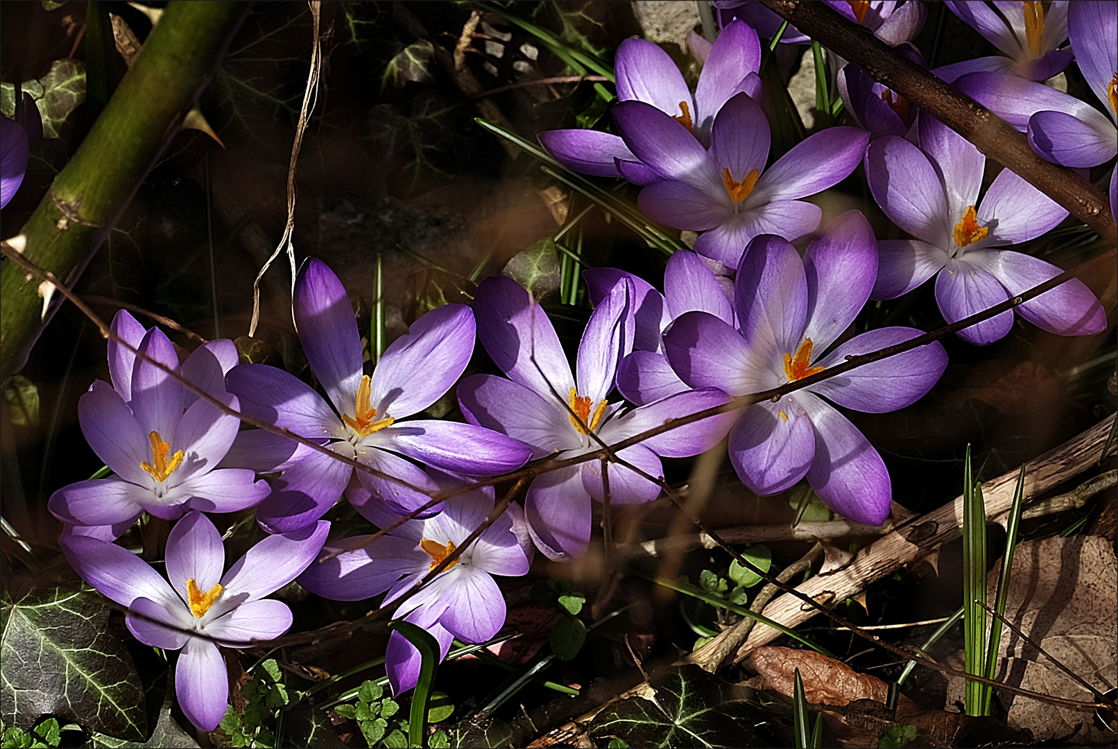 Frühlingserwachen in der Natur