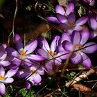 Frühlingserwachen in der Natur