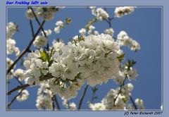 Frühlingserwachen in der Natur