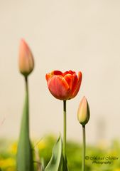 Frühlingserwachen in der Natur