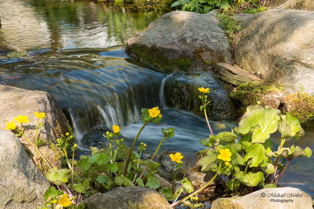 Frühlingserwachen in der Natur No. 2