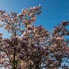 Frühlingserwachen in der Natur No. 3