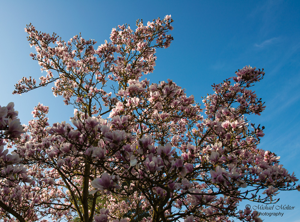 Frühlingserwachen in der Natur No. 3