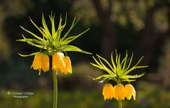 Frühlingserwachen in der Natur No. 4