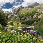 Frühlingserwachen in der Schweiz im letzten Jahr