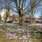 Frühlingserwachen in der Stadt