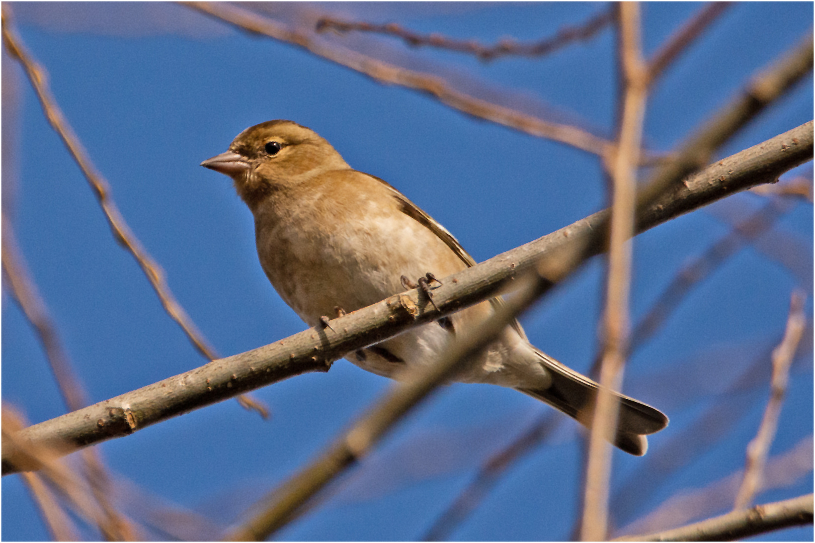 Frühlingserwachen in der Vogelwelt (1) 