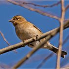 Frühlingserwachen in der Vogelwelt (1) 