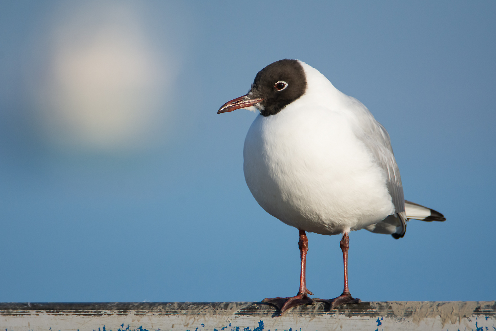 Frühlingserwachen in der Vogelwelt (2) 