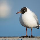 Frühlingserwachen in der Vogelwelt (2) 