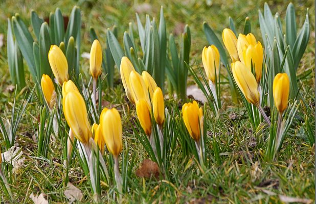 Frühlingserwachen in einem Vorgarten