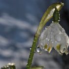 Frühlingserwachen in Grindelwald...