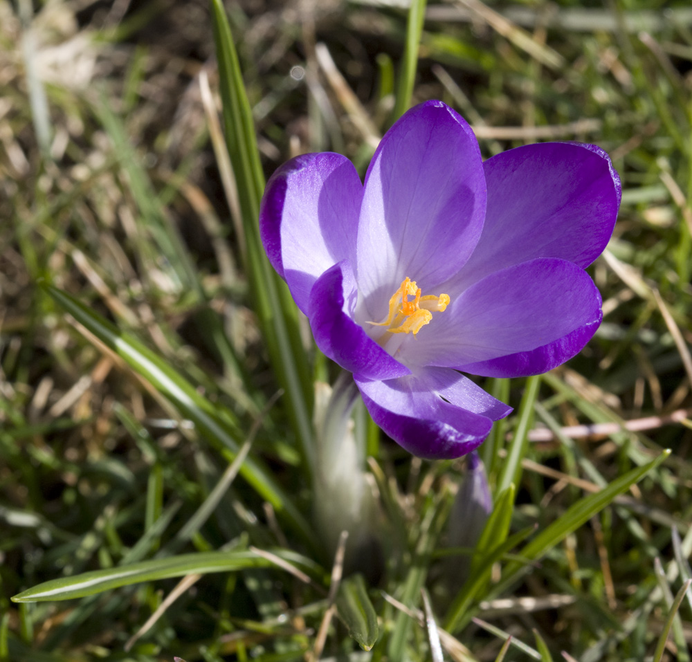 Frühlingserwachen in Lila