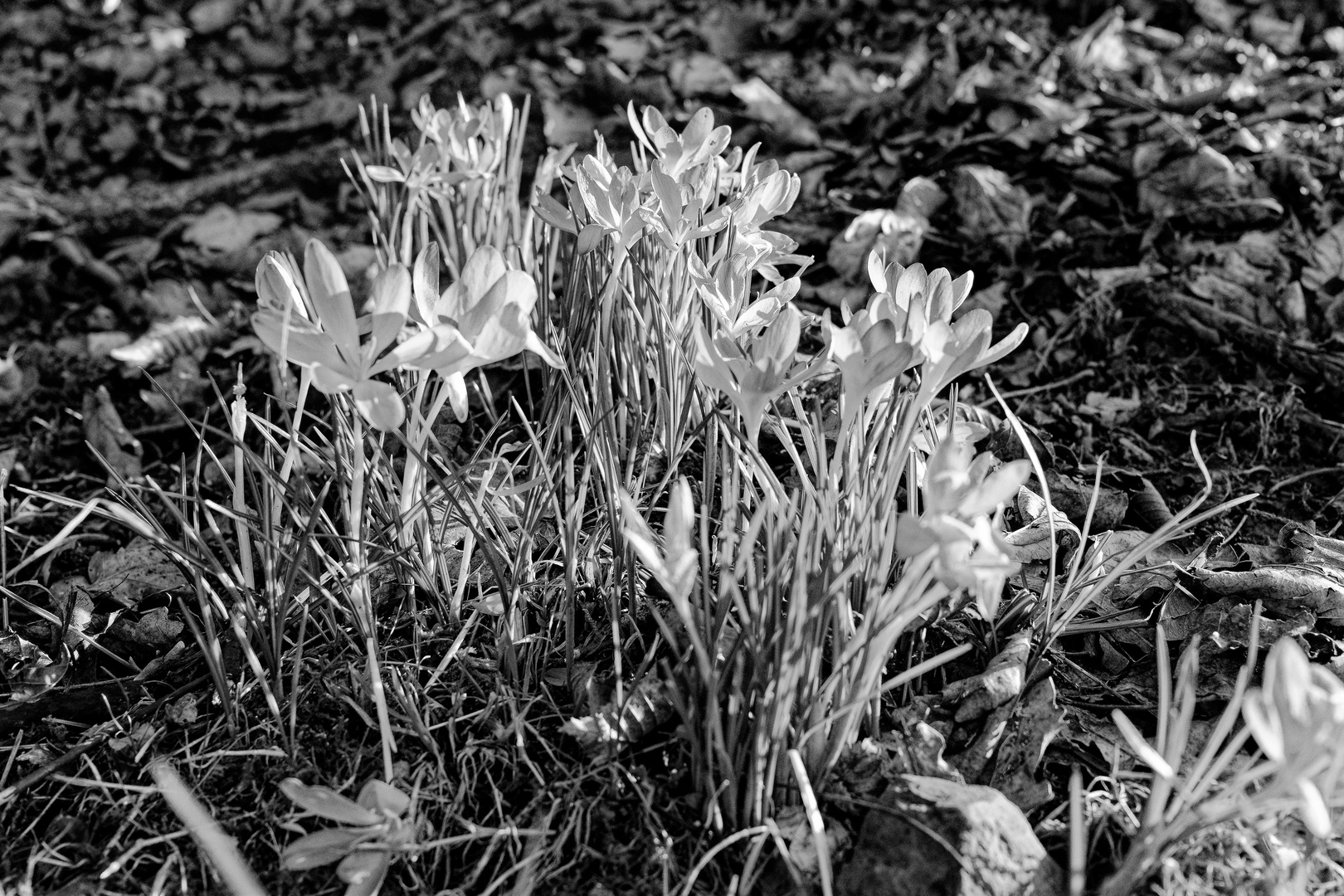 Frühlingserwachen in Ortenberg / Hessen