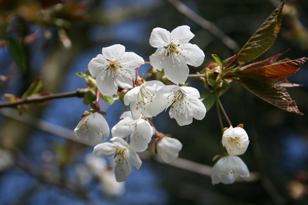 Frühlingserwachen in Ostholstein