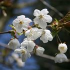 Frühlingserwachen in Ostholstein