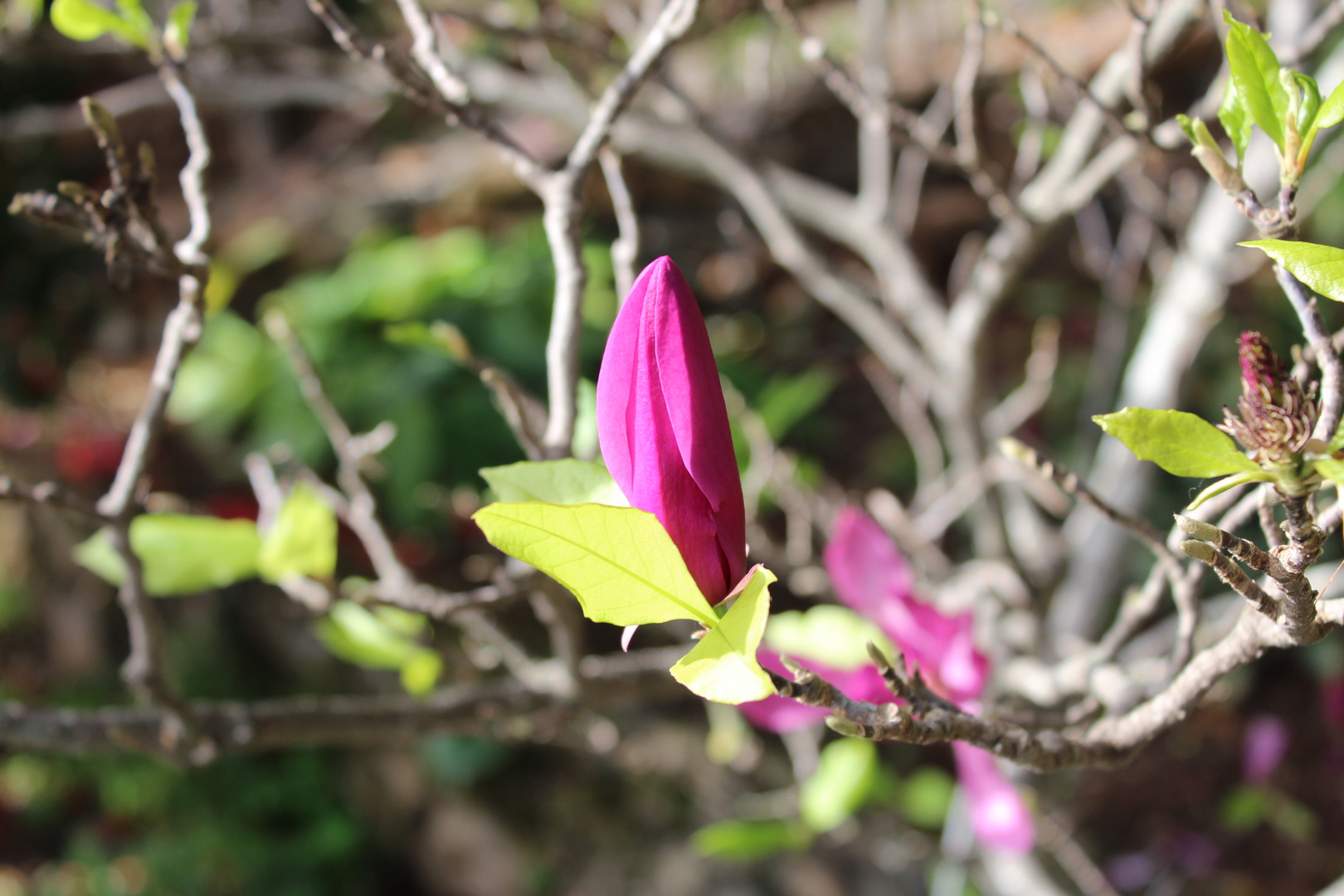 Frühlingserwachen in pink