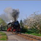 Frühlingserwachen in Radebeul