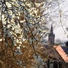 Frühlingserwachen in Rothenschirmbach