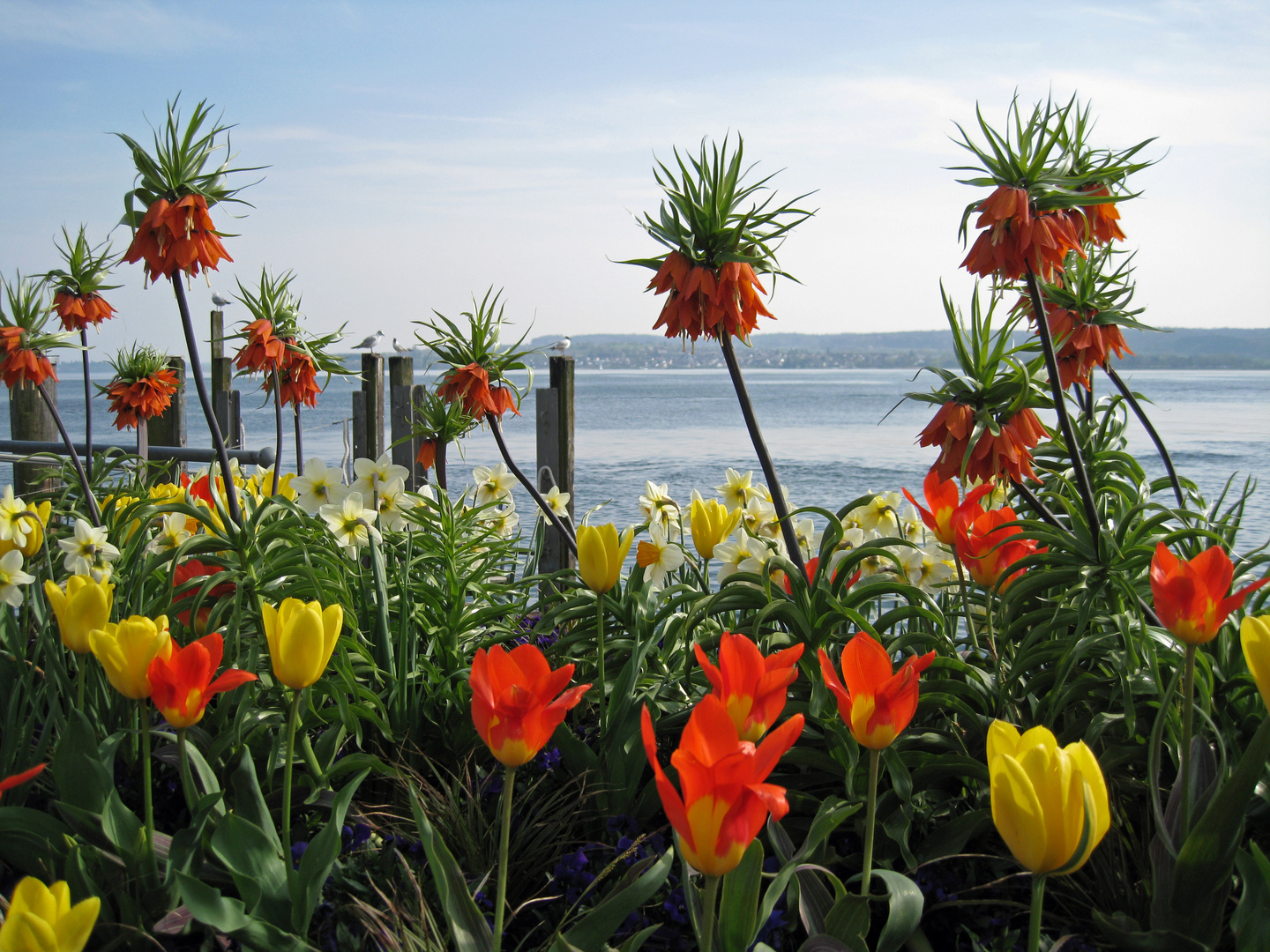 Frühlingserwachen in Überlingen Strandpromenade