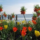 Frühlingserwachen in Überlingen Strandpromenade