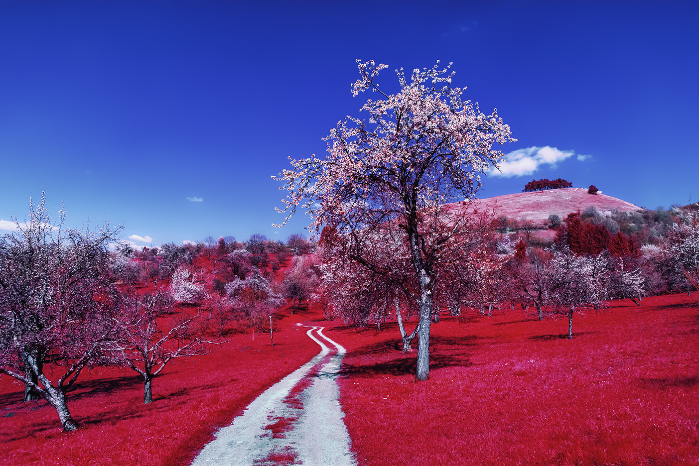 Frühlingserwachen [IR]