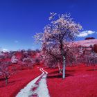 Frühlingserwachen [IR]