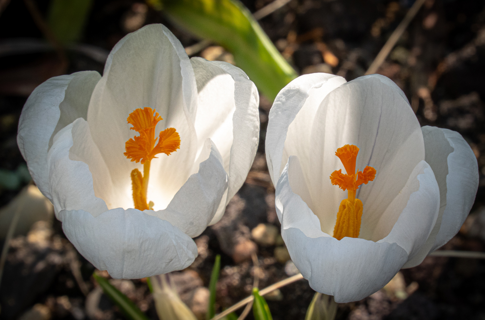 Frühlingserwachen IV