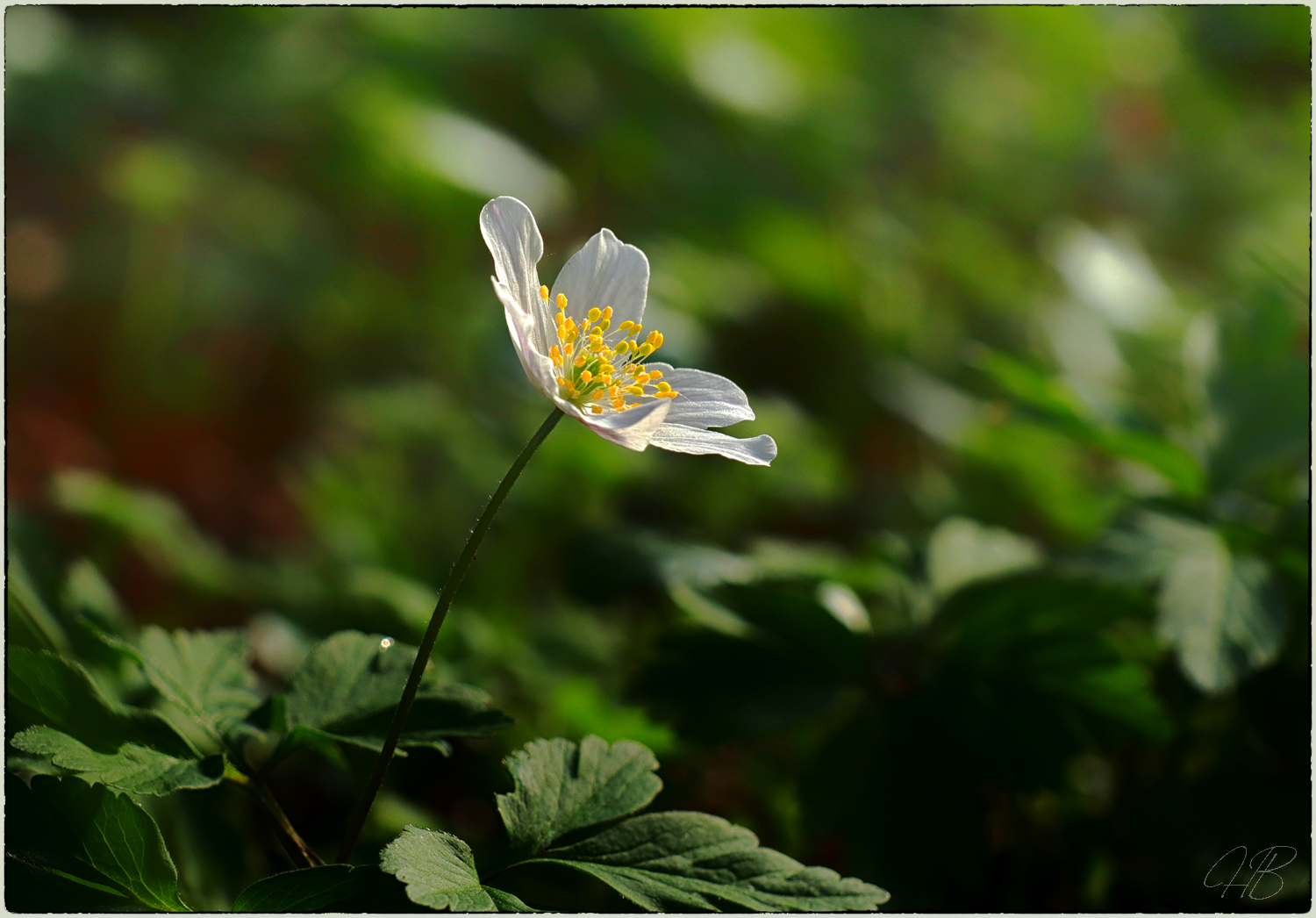 Frühlingserwachen IV