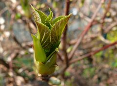 Frühlingserwachen jetzt auch bei unserer Kletterhortensie