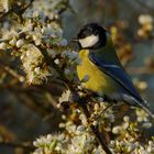 Frühlingserwachen ... Kohlmeise (Parus major)