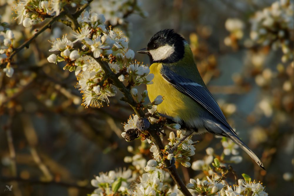 Frühlingserwachen ... Kohlmeise (Parus major)