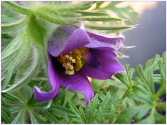 Frühlingserwachen ~ Kuhschelle (Pulsatilla vulgaris) #2