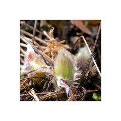 Frühlingserwachen ~ Kuhschelle (Pulsatilla vulgaris)