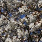 Frühlingserwachen, Leichlingen 17.04.2010