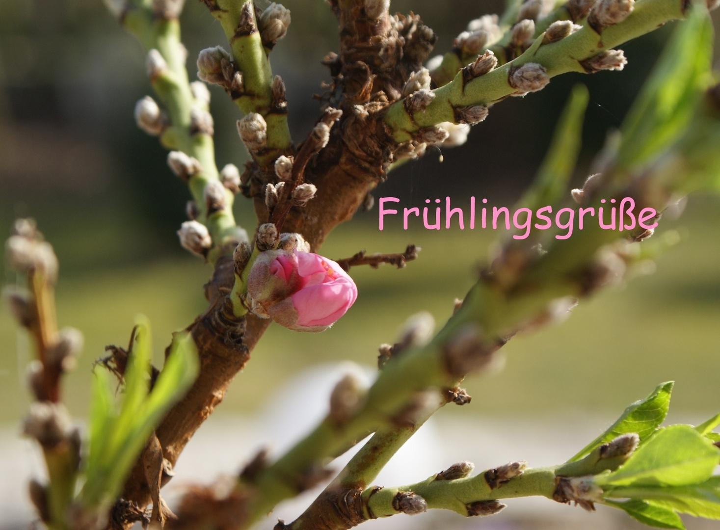 Frühlingserwachen meines Pfirsichbäumchens