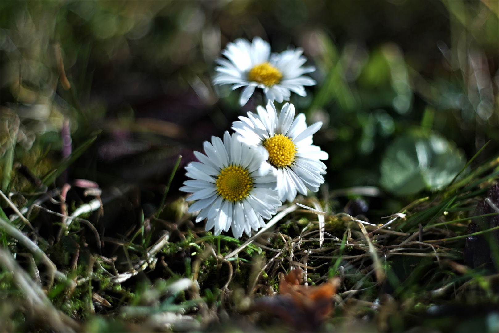 Frühlingserwachen mit alter Linse 1