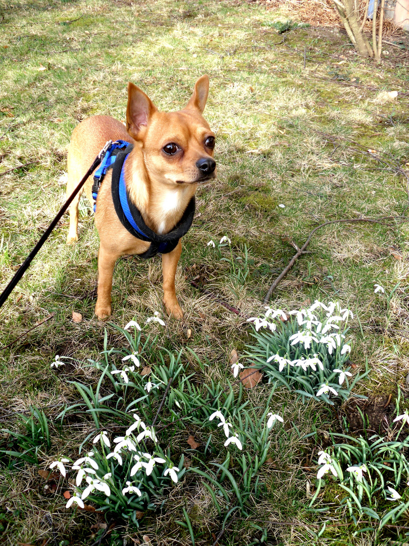 Frühlingserwachen mit Hermann