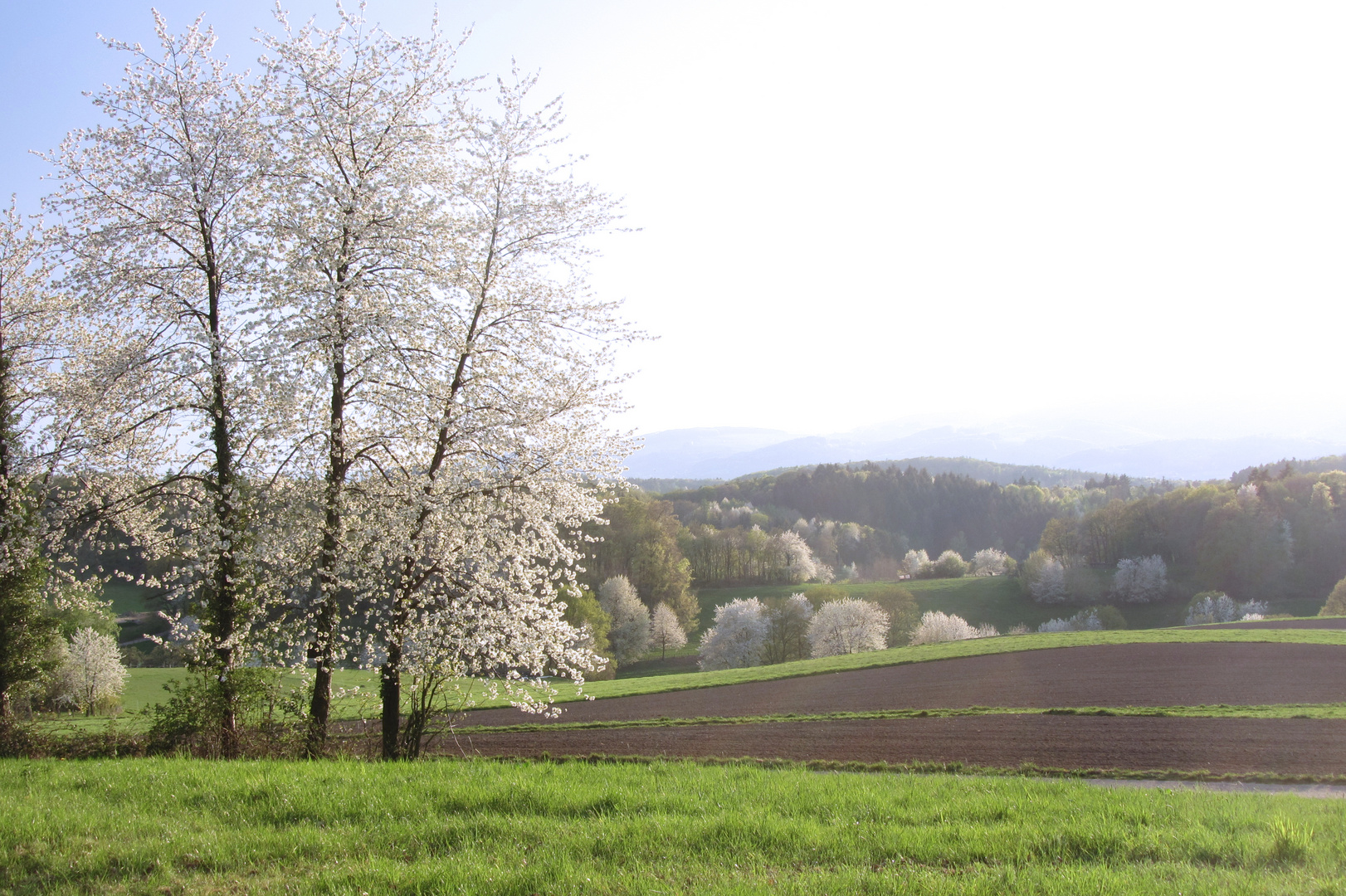 Frühlingserwachen mit Kirschblüte bei Böllstein im Odenwald