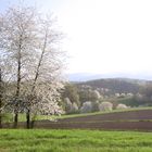 Frühlingserwachen mit Kirschblüte bei Böllstein im Odenwald
